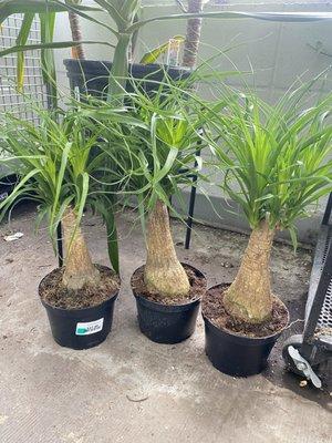 Little trees for sale