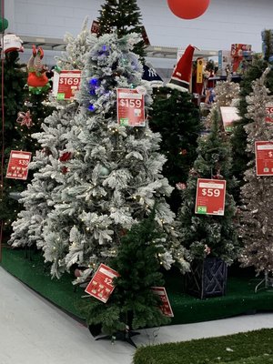 Xmas trees on display