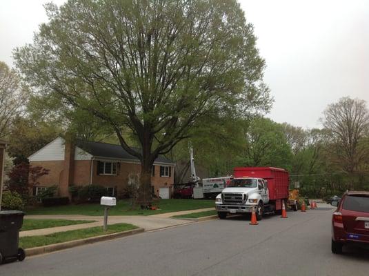 Tree Thinning and Crown Clean Beech tree in Springfield, VA G&V Tree Service, " Your Tree Care Specialist.