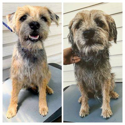 After ( left) and Before ( right) 
Border terrier requires hand stripping and a lot of praise