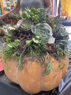 Succulent Pumpkin