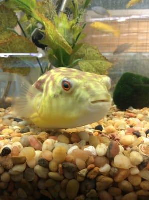 Fahaka puffer native to rivers in Africa. This puffer can reach 18" in length, live up to 20 years, and lives in freshwater!