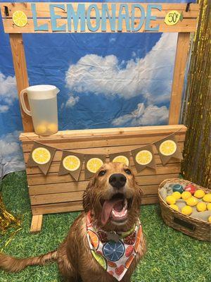 Lemonade Stand photo add-on while in daycare :)