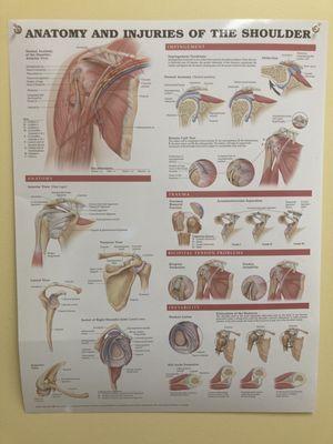 Poster on shoulder anatomy