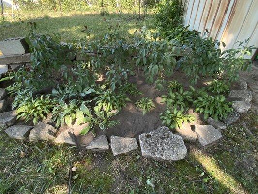 Serious weeding done between hastas and partial vegetable garden