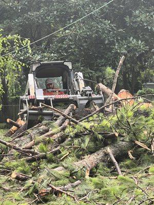 Ash Professional Tree Services getting the job done in Huntsville!