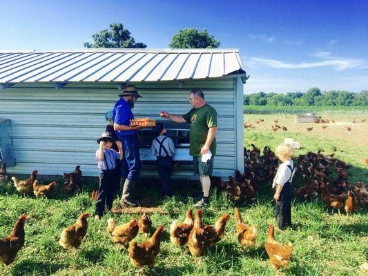 We carry pastured, free range chicken eggs.