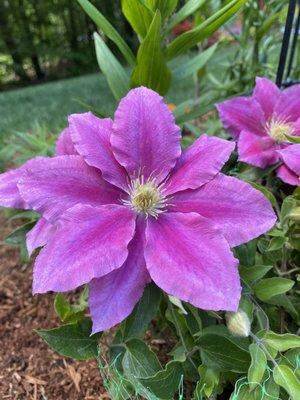 Clematis