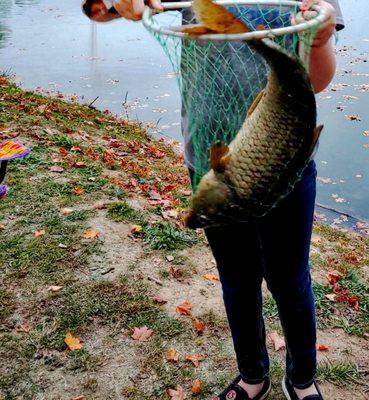 20 inch carp