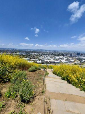 Mustard weeds er'where!