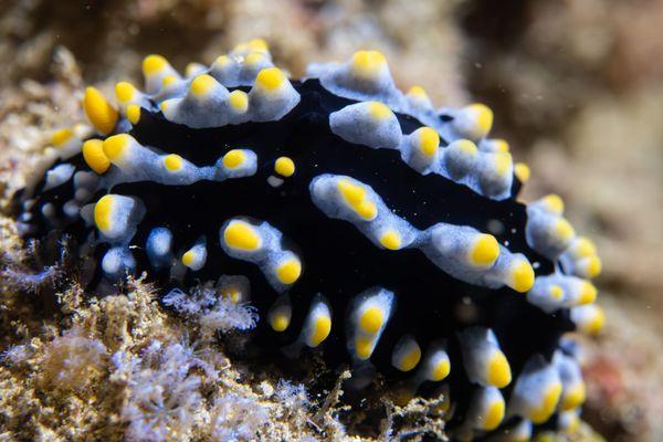 Nudibranch