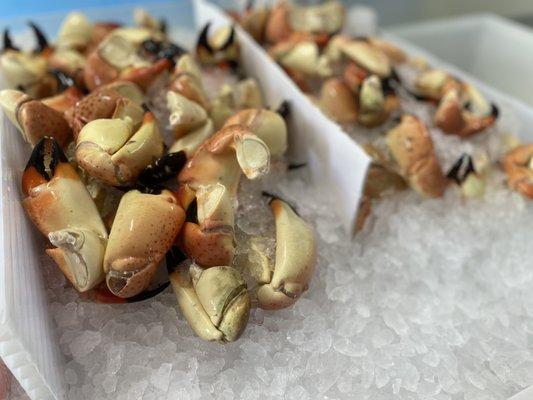 Stone crab