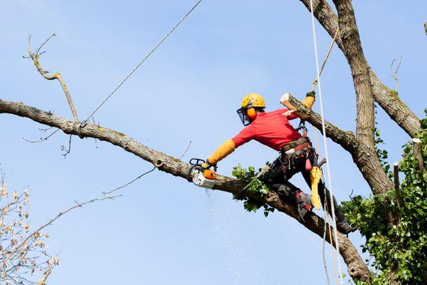 Edwin's Affordable Tree Removal