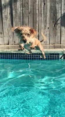 Daisy and diving