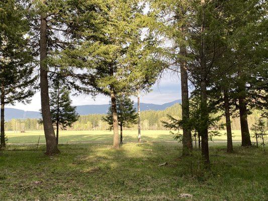 View from our campsite of the field where we saw elk.