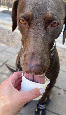 Marley having her probiotic frozen treat