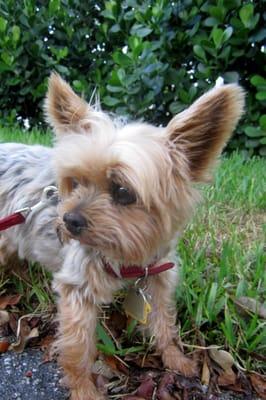 Happy client Petunia and her buddy Xuxa get morning walks 4 times a week.