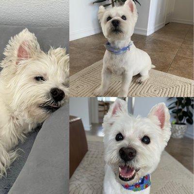 Before & After for our old guy, James!