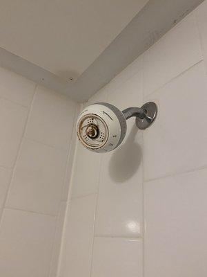 Black mold on shower head