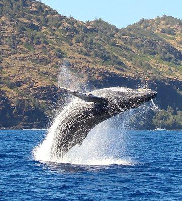 Hawaiian Humpback whale watching tours Dec-May