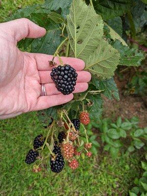 Prime Ark Freedom blackberry. Yes, that is my hand, I'm an adult, my wedding rings are size 7 as a reference point on just how big they are.