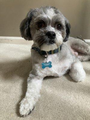 Toby right after our grooming appointment at Ardmore Grooming Station!