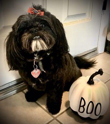 Happy Halloween from Urban Wag Pet Spa and this little cutie! Lola is ready for trick or treat!! Everyone stay safe out there!!