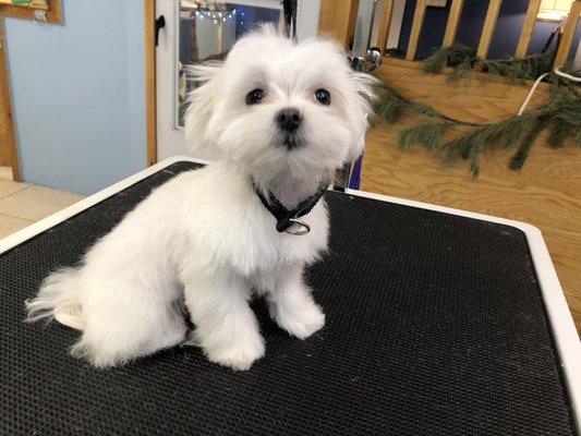 Miss Zoe looks adorable after her big girl groom.