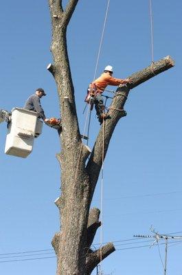 Axe Men Tree Service