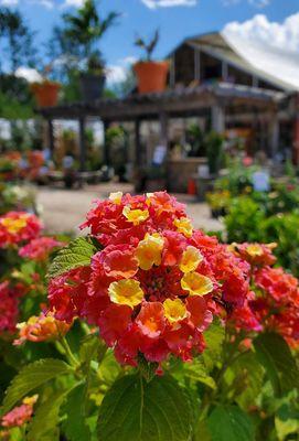 Gorgeous early summer vibes at Holly Days Nursery & Garden Center!