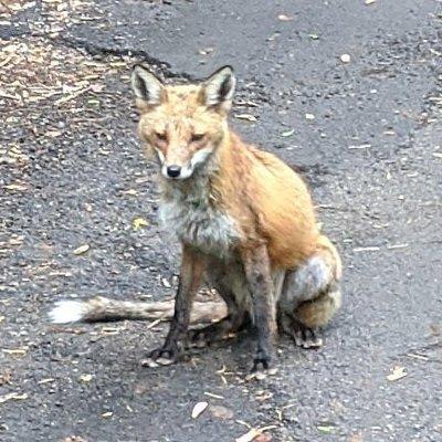 Wildlife Clinic at the Schuylkill Center