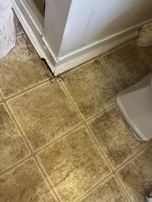 Floor of the bathroom