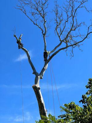 Tree removal service #treeservice #treeremoval #landscape
 #warringtonpa #chalfontpa #southamptonpa #warminsterpa #jamisonpa #richboropa