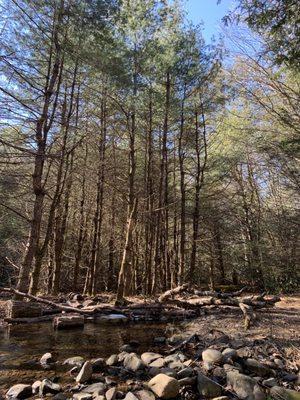 grateful for the trees, and the water.  
 
 Super healing.