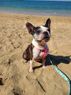 Doggy Day Trip with sweet Gertrude. Haleiwa beach.