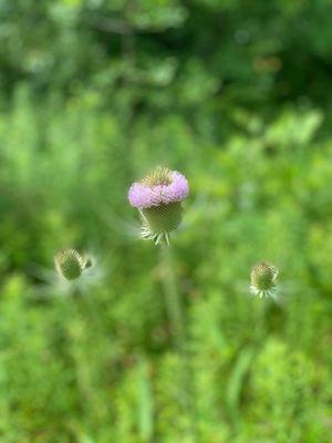 Wild  Teasel