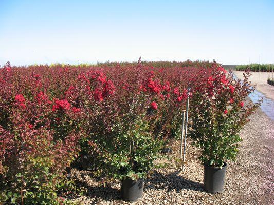 Crape Myrtles in 'Dynamite' variety.