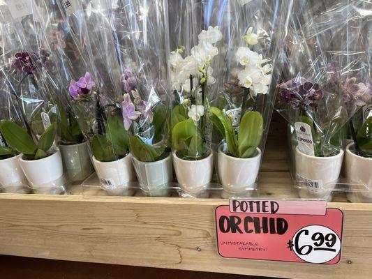 Nice little orchids. A great investment because they take much longer to kill than cut flowers.