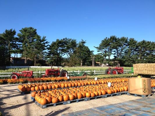 pumpkin time!