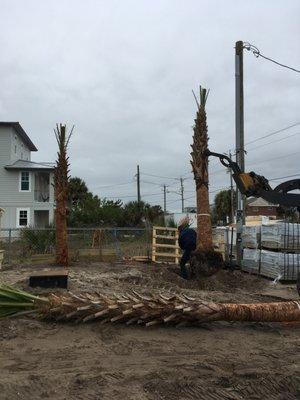 Careful positioning of the cabbage palms on a tight lot.