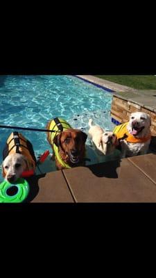 Swim class at Cutting Edge K9