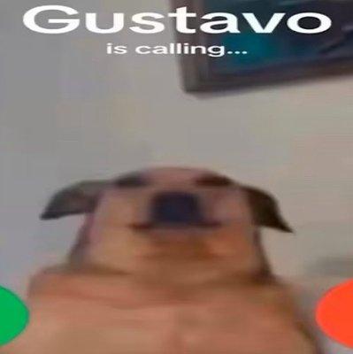 Gustavo is calling. What do you do?