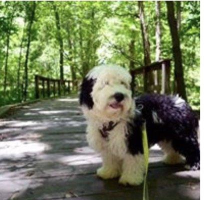 Mini Sheepadoodle