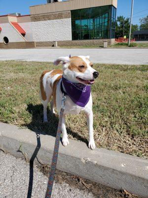 Pumpkin rockin' his Shakers bandana.