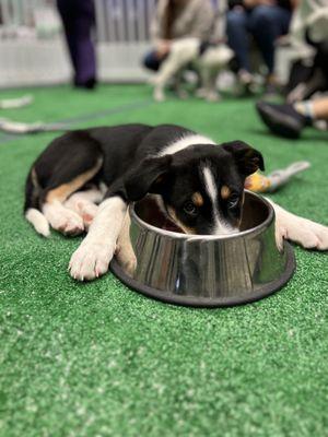 A puppy falling asleep in his water bowls