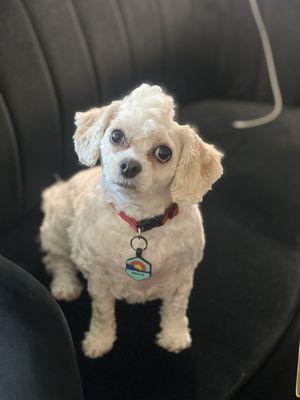 Bruce with a fresh haircut from Old Town Pet Grooming