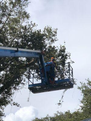 remove limbs going over house