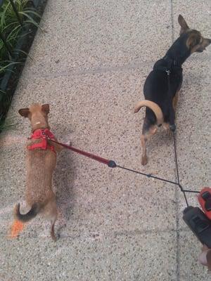 Walking with Bambi & Molly!