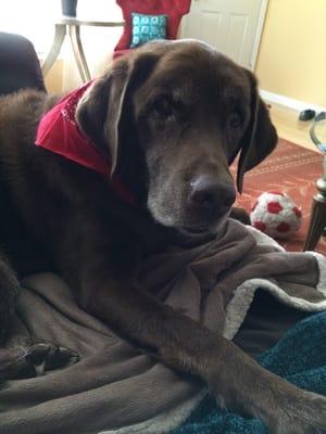 Buddy looks handsome after his bath!