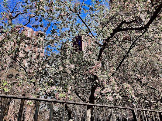 This morning in the park. It's hard to see the pretty red flower buds on this tree. 04/14/22